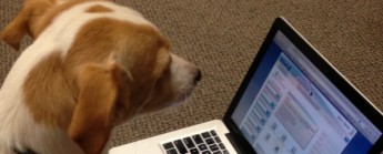 Do you want to be informed about components availability? Use the watchdog