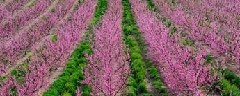 Sensores IoT móviles a batería con Quectel BC66 y Sensirion SHT4x